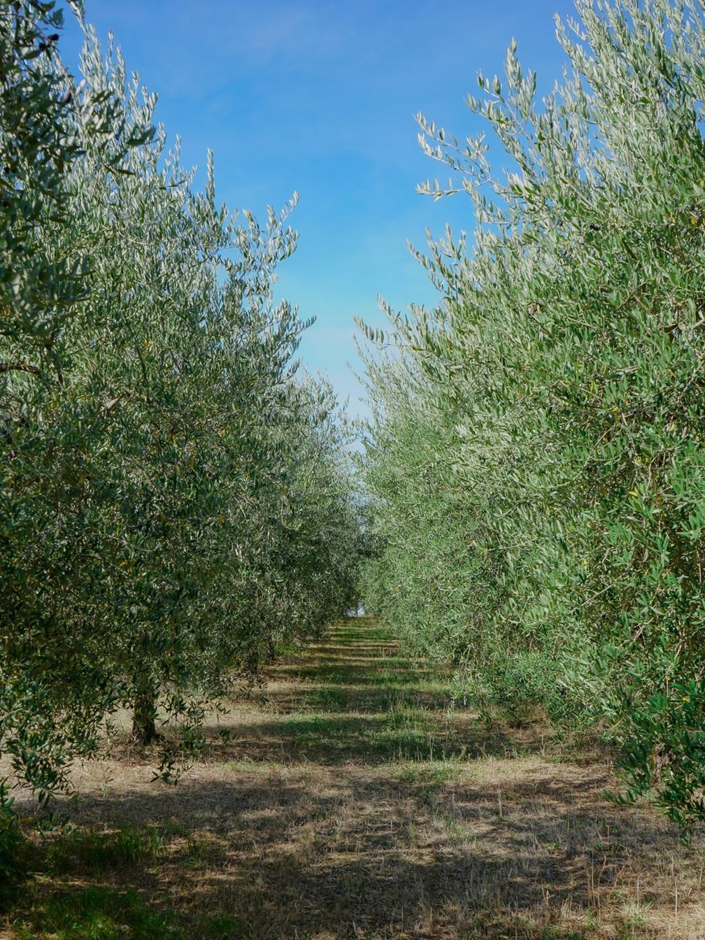 Agriturismo Assisi, Agriturismo Assisi Con Piscina, Raccolta Delle Ovive In Umbria